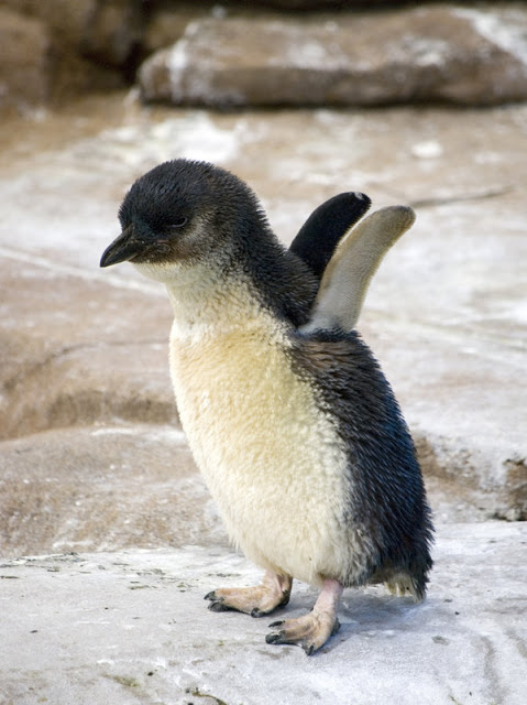 Fairy Penguin chick stretching his flippers. No Kicking Penguins and other penguin stories. marchmatron.com 