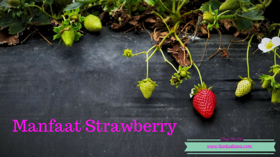 Manfaat Strawberry 