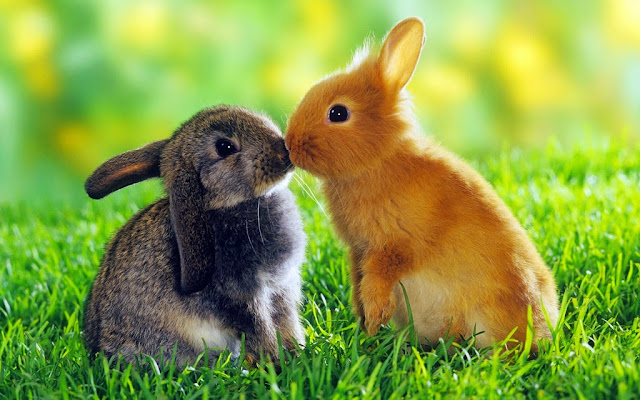 Imagenes tiernas con frases bonitas ,fotos lindas de amor 2017,mensajes imagenes tiernas de conejos