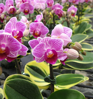 miniature moth orchid - doritaenopsis sogo vivien "marginata"