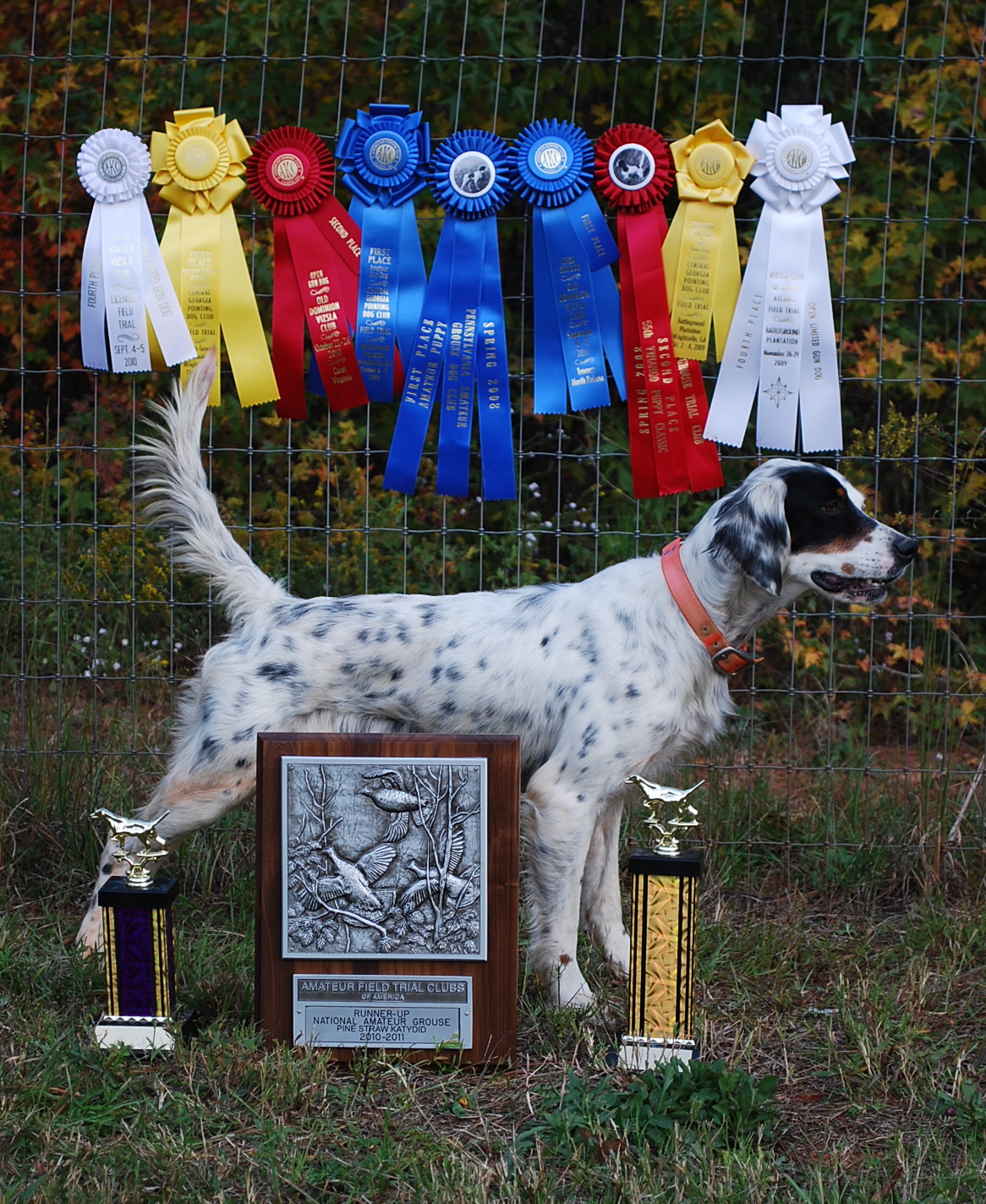 The Bird Dog and Field Trial Blog 2017