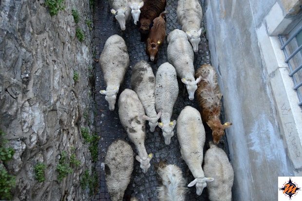 Pastore con il suo gregge attraversa l'abitato di Scanno Pastore con il suo gregge attraversa l'abitato di Scanno