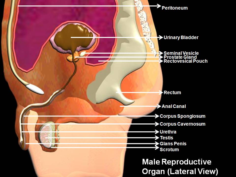 Male Reproductive Organs 118