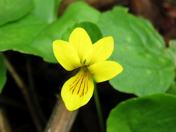 Fiołek żółty sudecki (Viola lutea subsp. sudetica) fiolek
