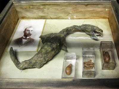 Baby Nessie Discovered Could this be a baby Nessie