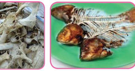 Pengolahan Hasil Samping Dari Ikan Dan Daging Menjadi Produk Non Pangan