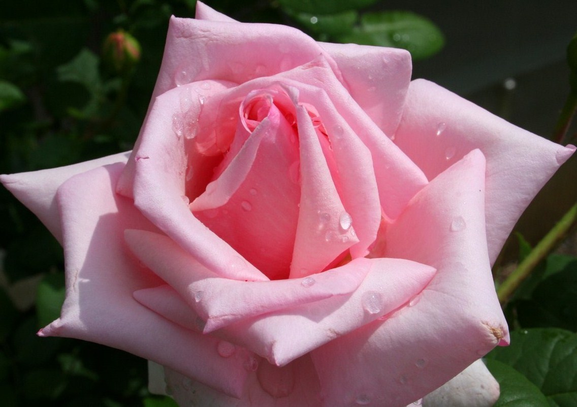 My Blog Arti pada setiap warna bunga Mawar 
