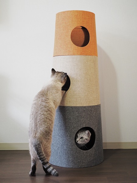 さっそく新しいキャットタワーで遊ぶシャムトラ猫とサバトラ猫