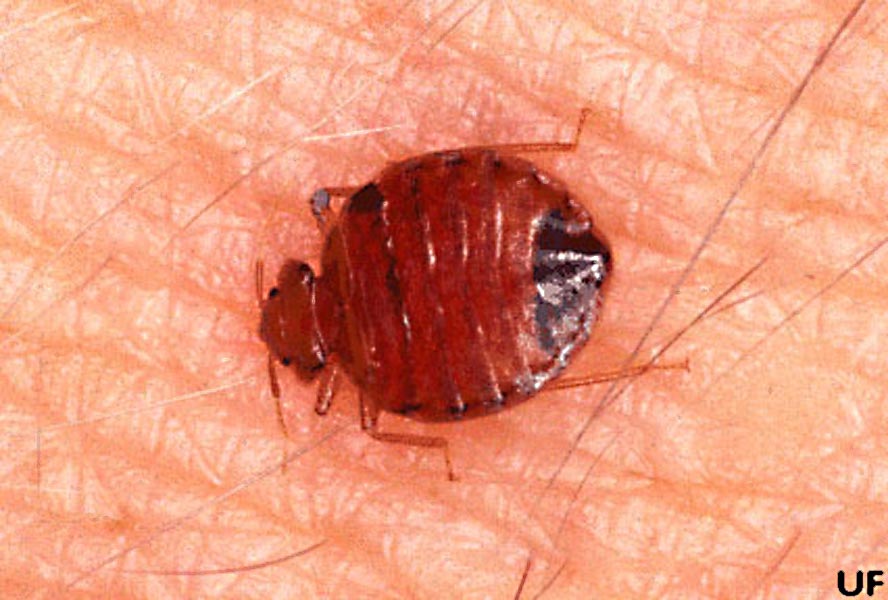 Commercial Connection New Clients? Bed Bugs Now in Libraries