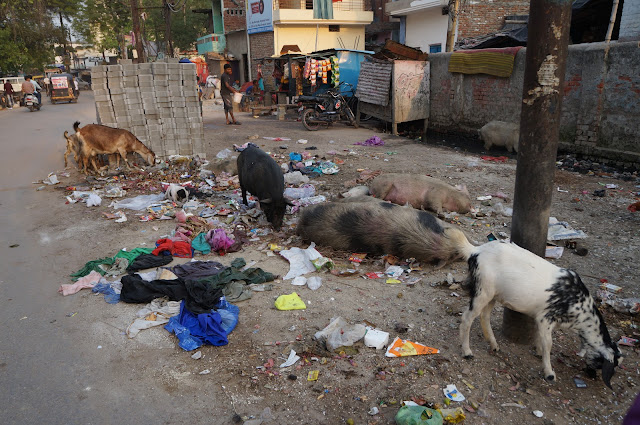 Babi, Kambing serta sapi bebas berkeliaran di Varanasi Babi, Kambing serta sapi bebas berkeliaran di Varanasi