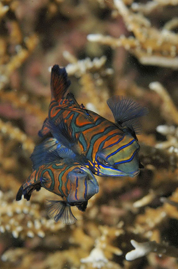 El pez mandarín o gobio mandarín (Synchiropus splendidus) - Las Mejores ...