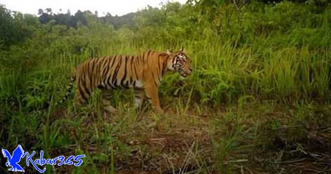 Penampakan Sepasang Harimau yang Muncul di Aceh Selatan Penampakan Sepasang Harimau yang Muncul di Aceh Selatan