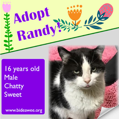 Adopt Randy the cat, Bideawee Westhampton Adopt Randy the cat, Bideawee Westhampton