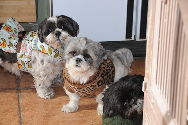 shih tzu