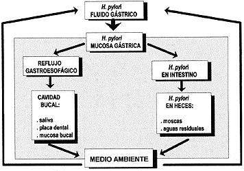 Helicobacter pylori formas de transmision