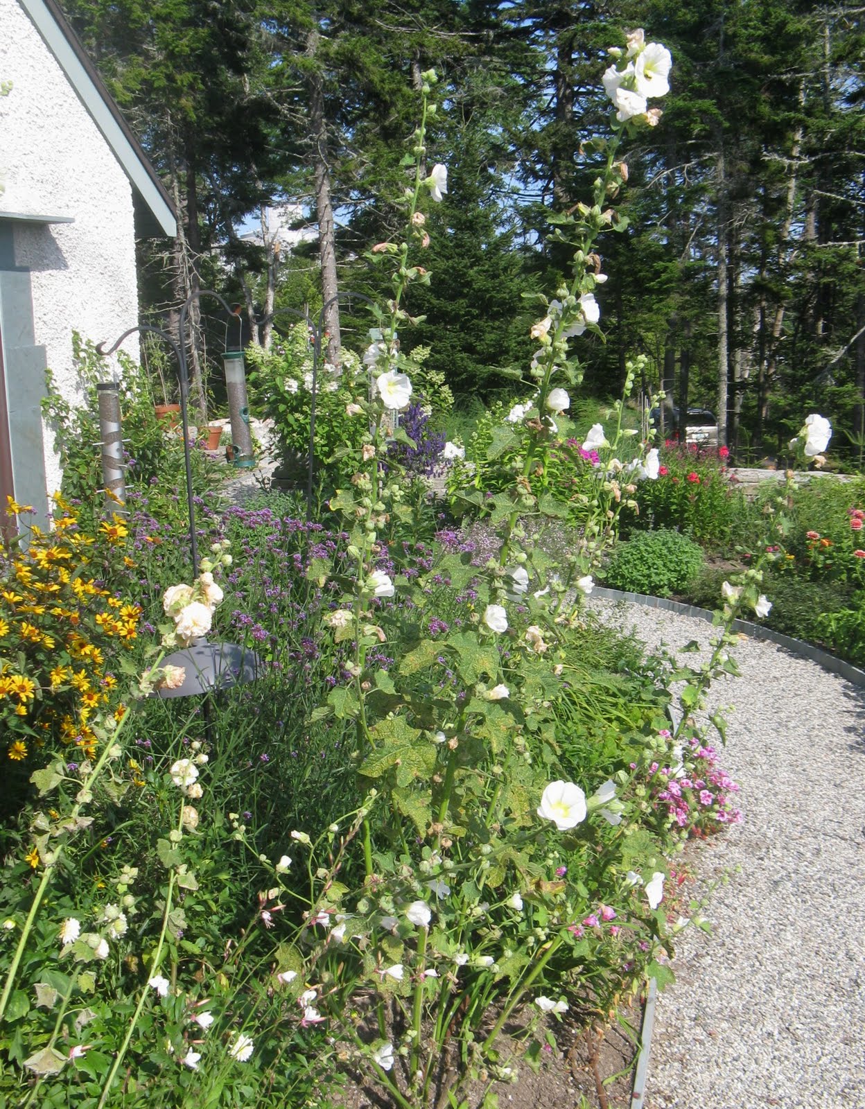 bensozia Maine Flowers