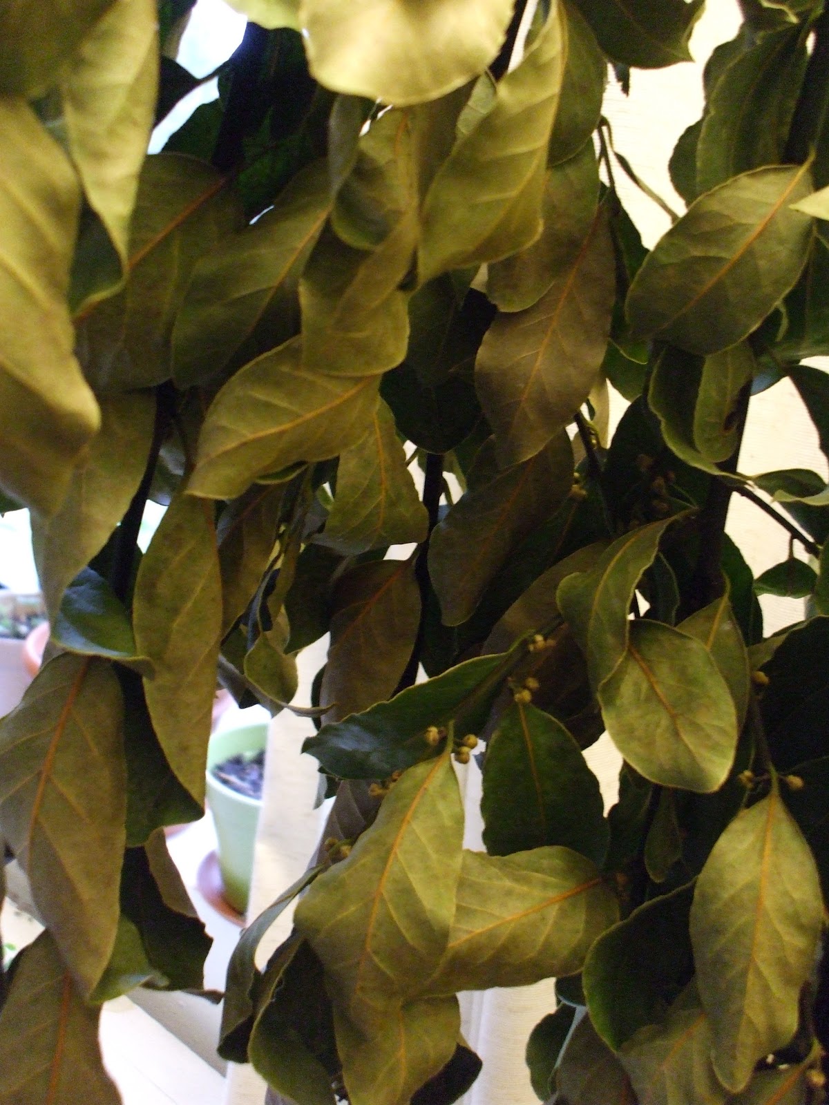 Always Forward Drying Bay Leaves