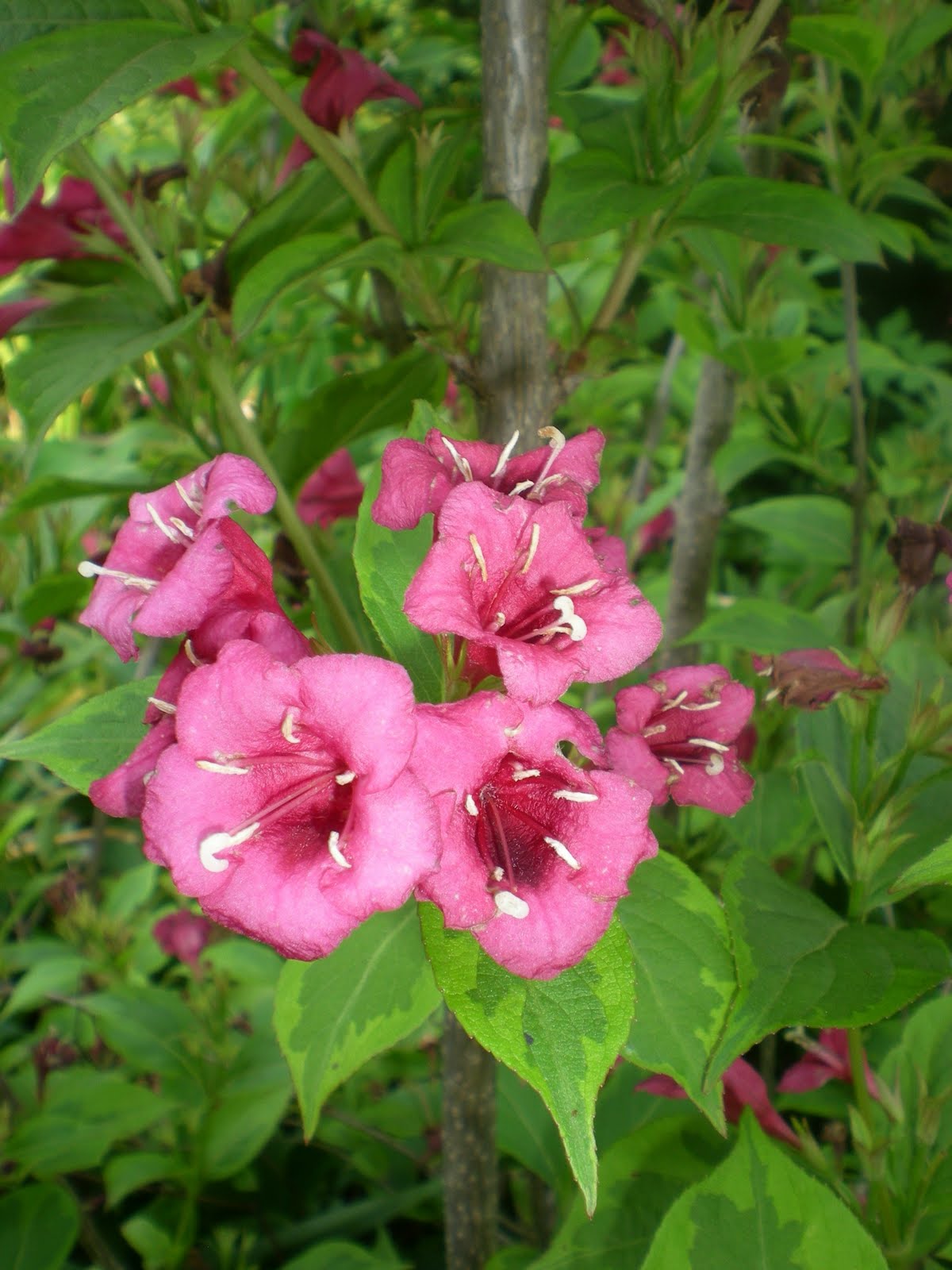 Flowers That Bloom In June In Massachusetts The Vermont Gardener Mid