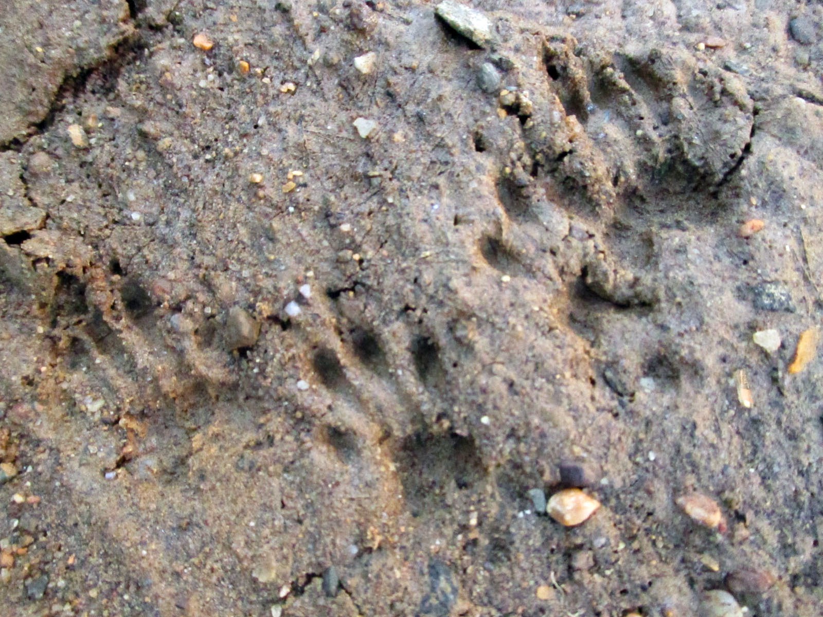 Green Jean squirrel footprints