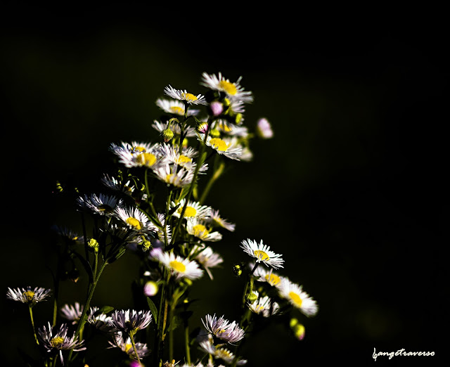 Nature, flore de France, Haute-Savoie