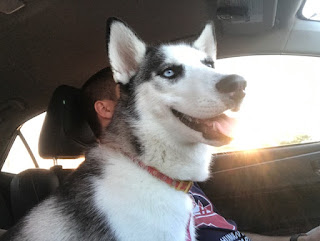 Luna the Husky Car Riding