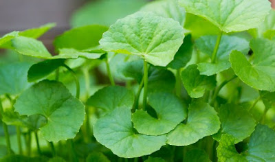 manfaat daun pegagan cara mengkonsumsi daun pegagan, manfaat daun pegagan untuk wajah, manfaat daun pegagan untuk otak, efek samping daun pegagan, daun pegagan tumbuh dimana, manfaat pegagan untuk kesuburan, nama lain daun pegagan, daun pegagan untuk jerawat