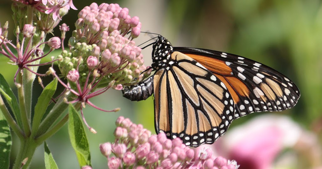 66 Square Feet (Plus): The monarchs are here!