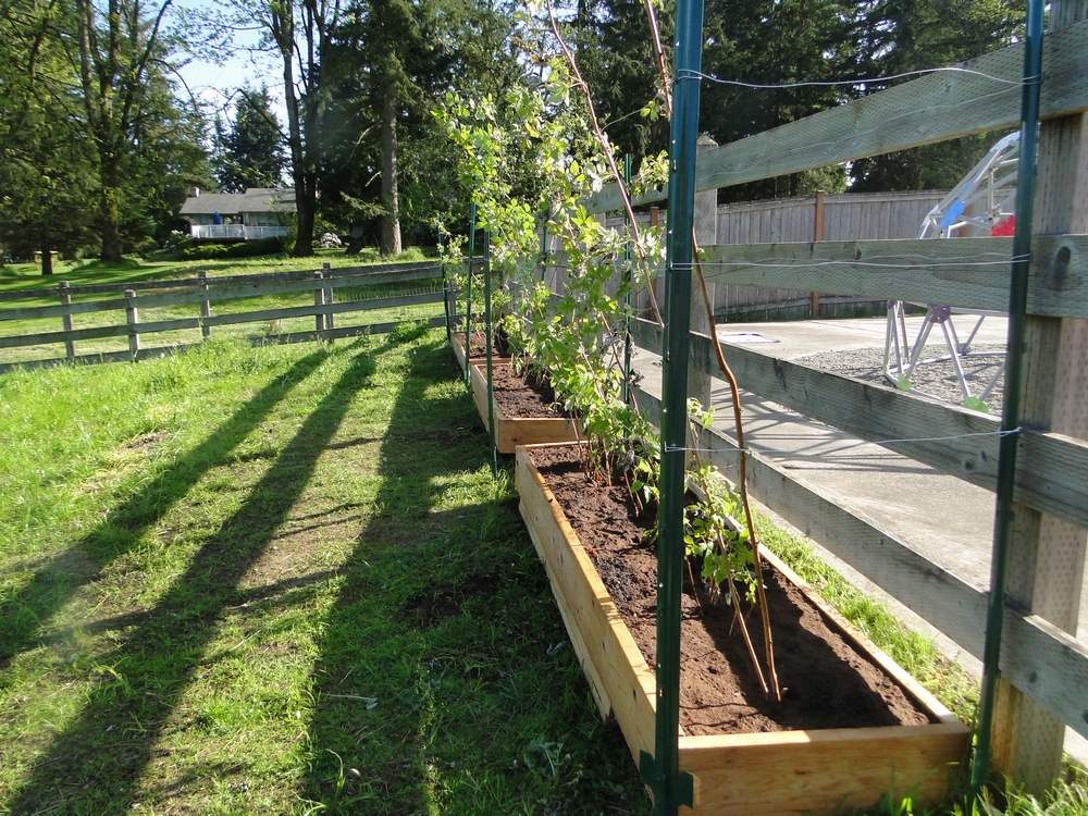 Garden Scrapbook Raspberry Raised Beds Part 3