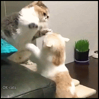 Funny Cat GIF • 2 cats standing up playing Patty cake they are Fast and purrious. Infinite loop