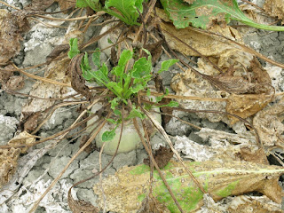 sugarbeet-regrowth-cercospora