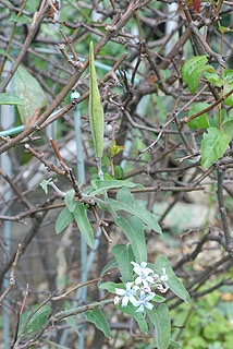 オキシペタラム／ブルースター