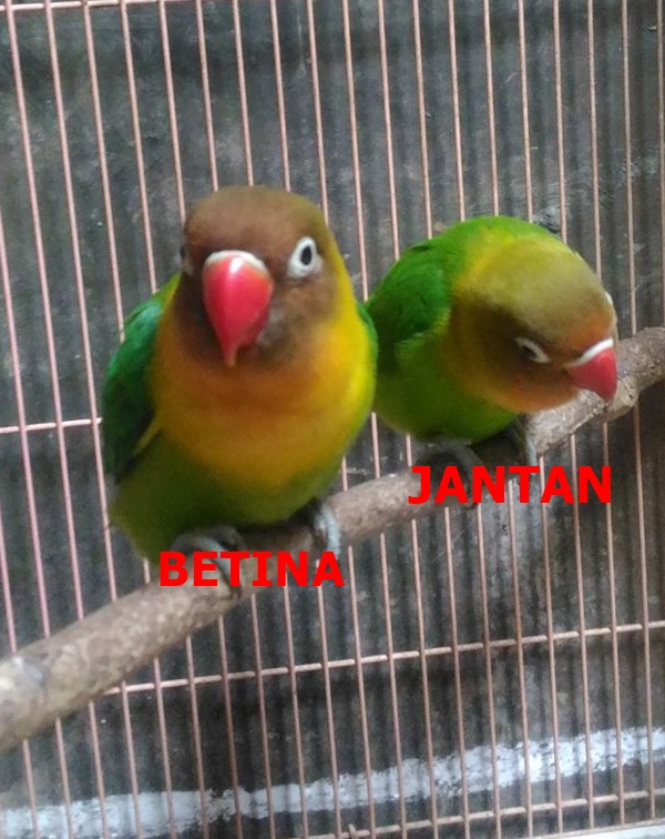13 cara bedakan anakan lovebird jantan betina mulai umur 1 13 cara bedakan anakan lovebird jantan betina mulai umur 1