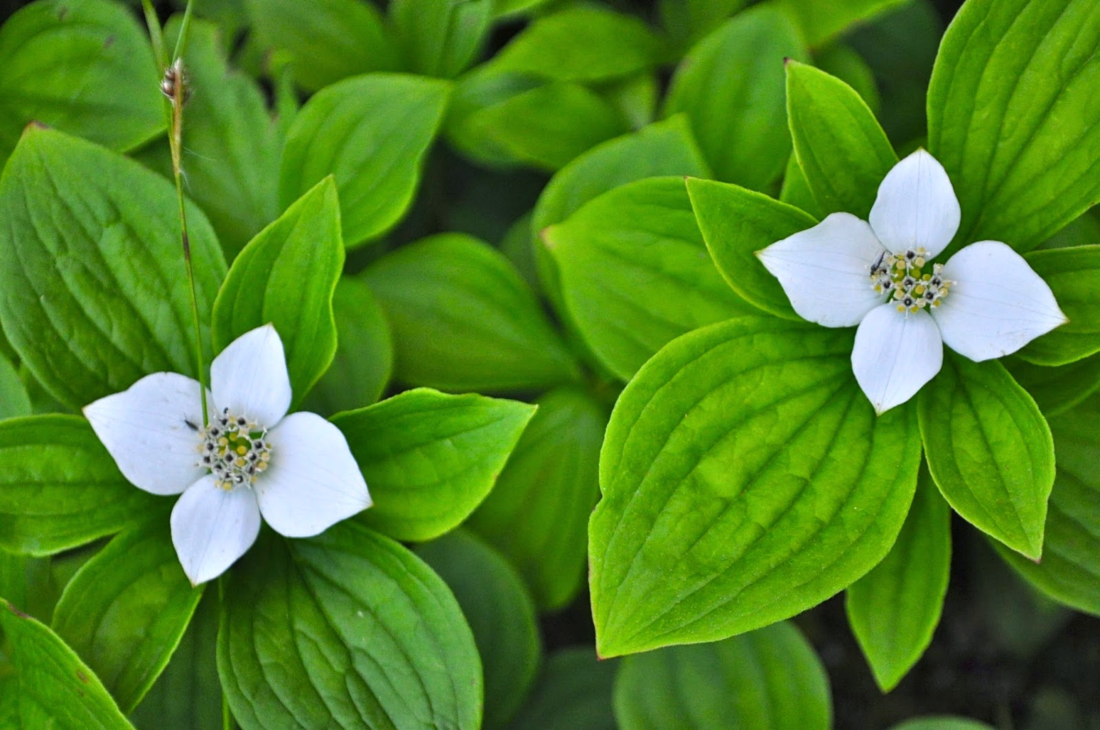 Art of the Garden: Maine Wildflowers in Bloom Now