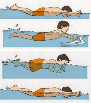 Pengertian Renang Gaya Dada dan Teknik Renang Gaya Dada