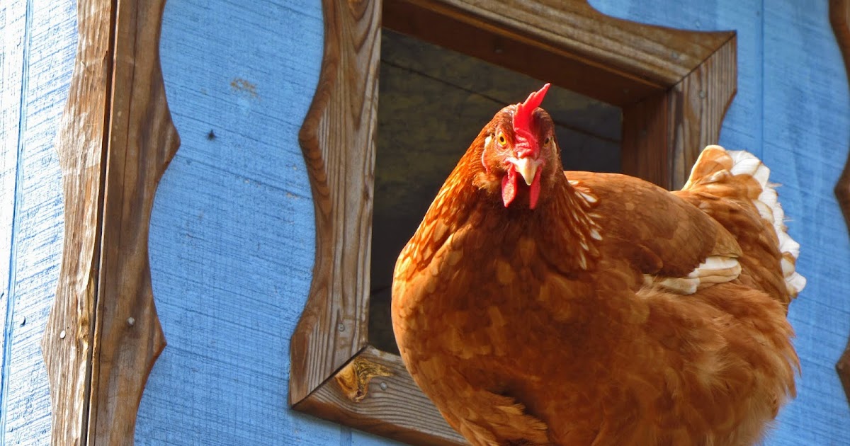 The Backyard Barnyard Feed Store Chick Buying Guide