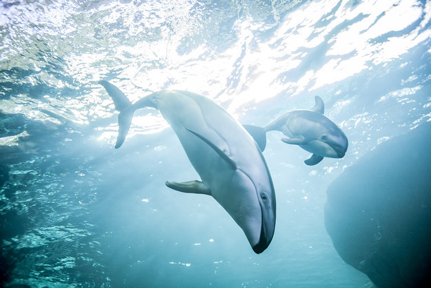 Baby Animals: Baby dolphin 1