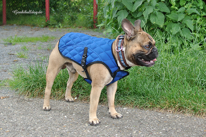 Aqua Coolkeeper Hunde Kühljacke Kühlweste für Französische Bulldogge Aqua Coolkeeper Hunde Kühljacke Kühlweste für Französische Bulldogge