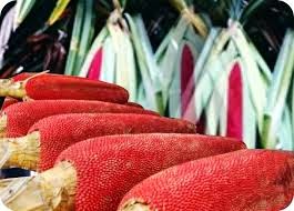 Manfaat buah merah papua untuk kesehatan badan insan sangatlah banyak & bermacam-macam Manfaat & Khasiat Buah Merah