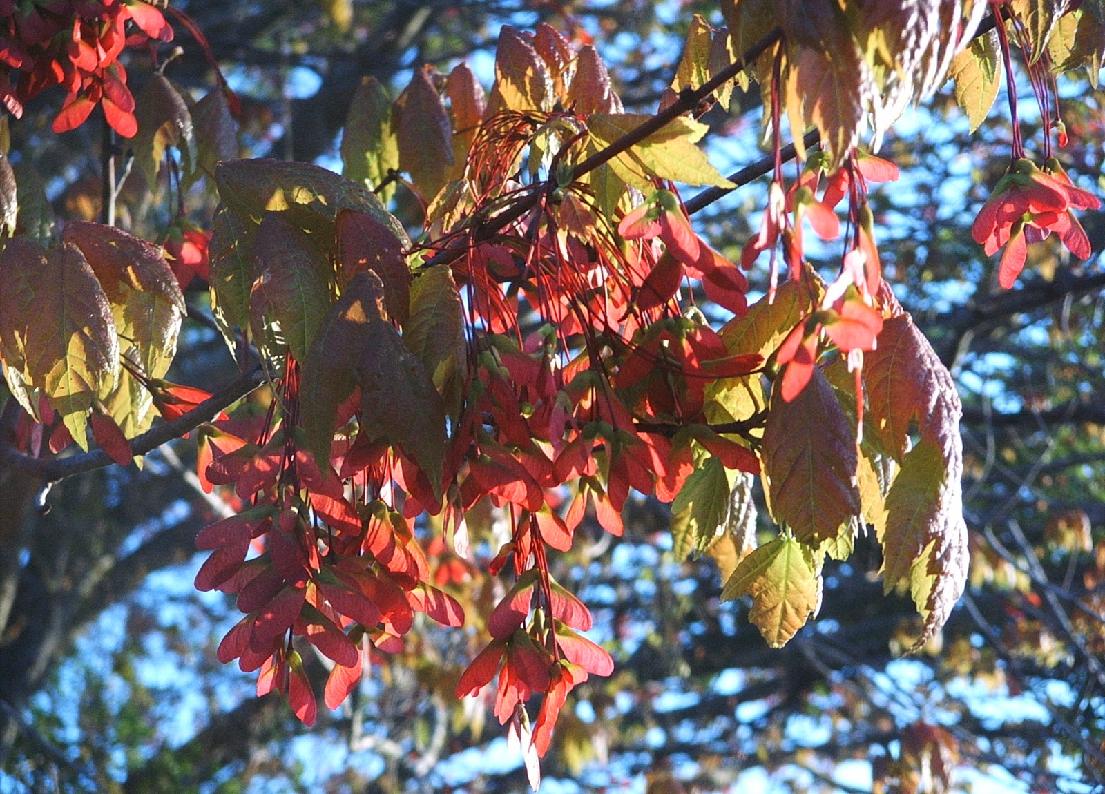 Japanese Maple In The Tropics Garden Guy Hawaii