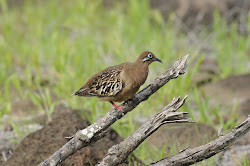 On The Road With DEC: The Galapagos Birds #2