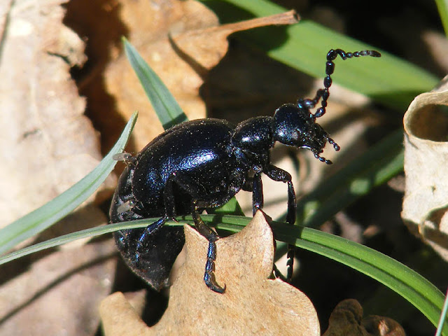 Male Violet Oil Beetle Meloe violaceus.   Indre et Loire, France. Photographed by Susan Walter. Tour the Loire Valley with a classic car and a private guide.