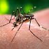 Dengue, Chikungunya e Zika em Porto Seguro