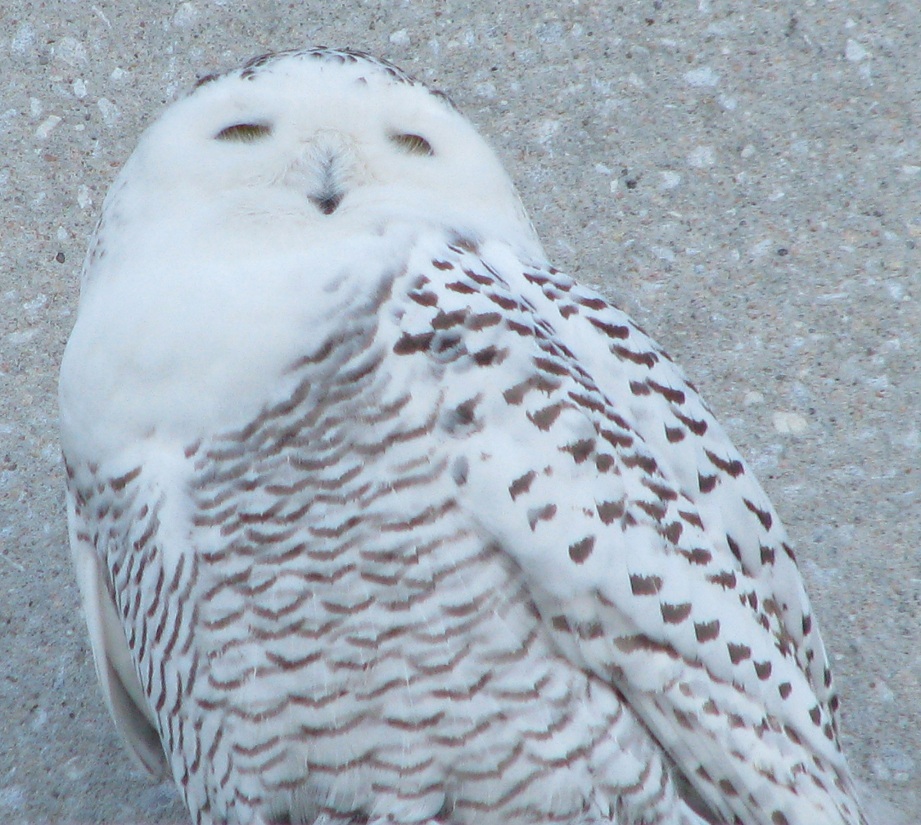 Wildbirds Broadcasting Saga of Errant Arctic Owls in Nebraska