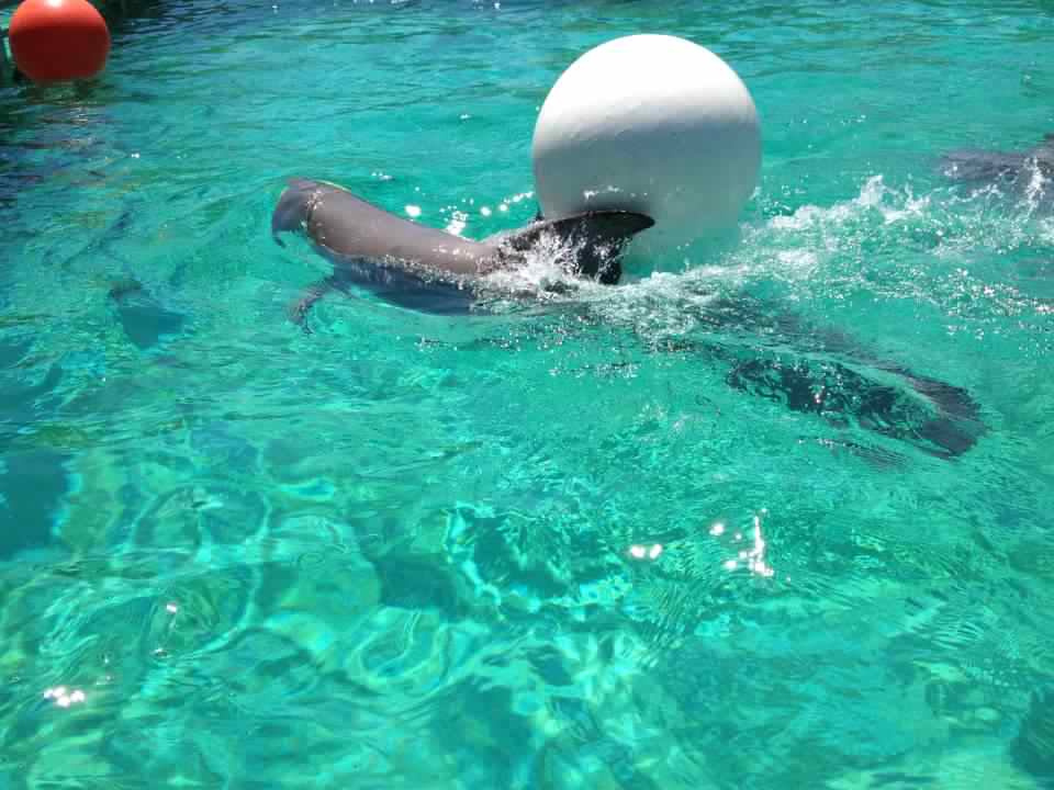 The Traveller: Shimu and Dolphin Encounter at Seaworld Theme Park San