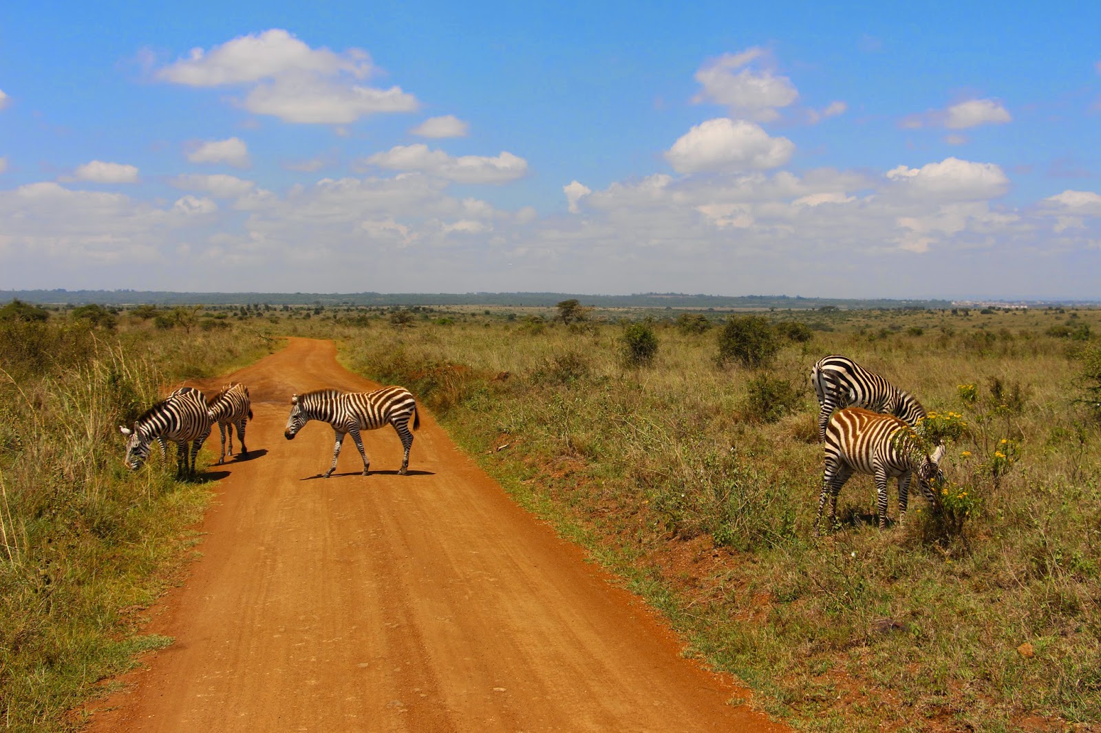 PARQUE NACIONAL DE NAIROBI - Savana junto à selva urbana | Quénia
