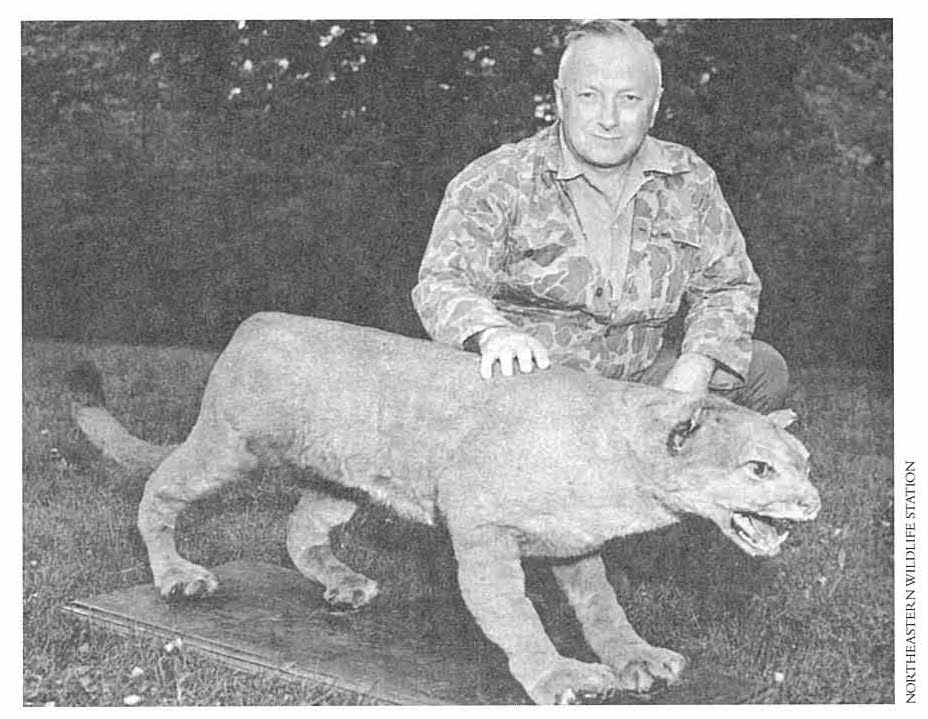 eastern puma extinct hoax