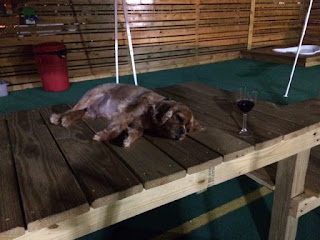 My dog is a Project Pup volunteer but he drank too much wine. My dog is a Project Pup volunteer but he drank too much wine.