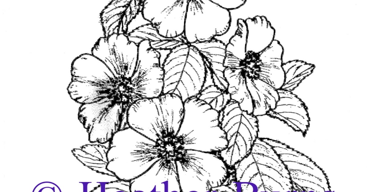 State Flower Coloring Book: Georgia State Flower: Cherokee Rose