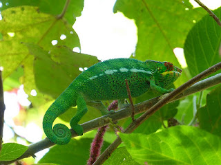 Furcifer pardalis - Caméléon panthère - Endormi Furcifer pardalis - Caméléon panthère - Endormi