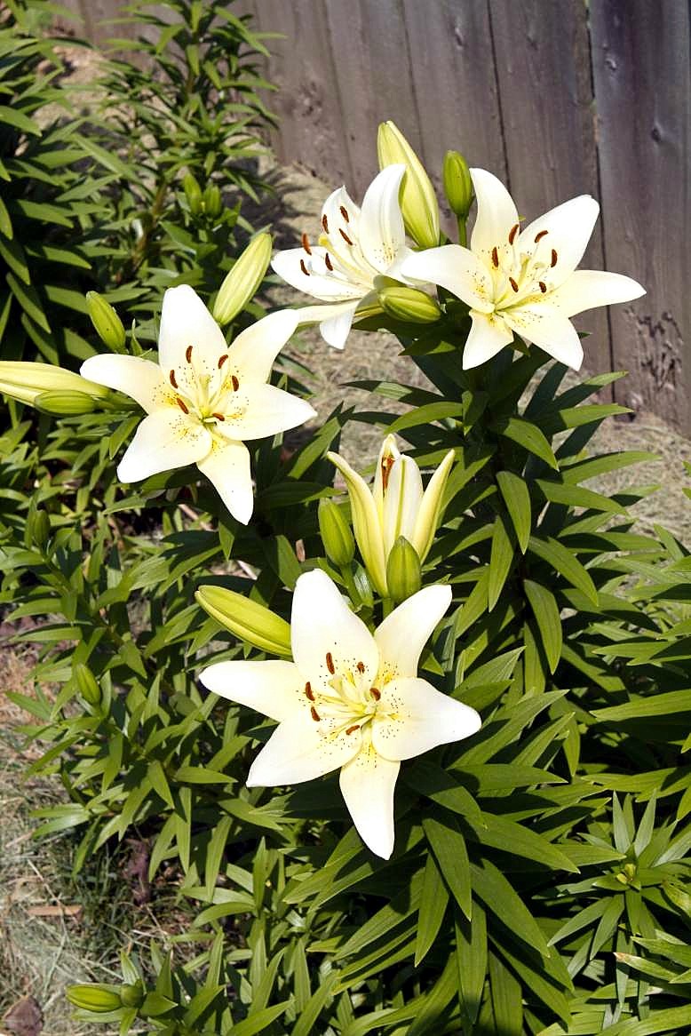 Photo Potpourri Pink Asiatic lily's turn to bloom